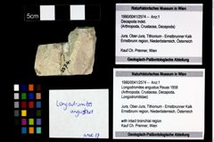 Foto (Objekt + Etikett) von Longodromites angustus (Reuss 1858)  (NHMW-GEO-1990-0041-2574)